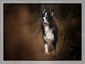 Trawa, Border collie, Pies