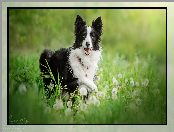 Dmuchawce, Trawa, Czarno-biały, Pies, Border collie