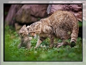 Trawa, Młody, Koty, Dwa, Mama