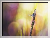Trawa, Bokeh, Źdźbło, Motyl
