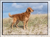 Trawa, Pies, Golden retriever