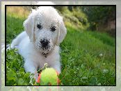 Trawa, Piłeczka, Szczeniak, Biały, Golden retriever