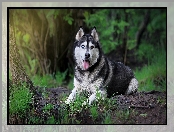 Trawa, Siberian Husky, Język