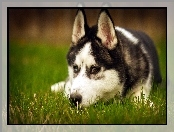 Husky, Trawa, Siberian