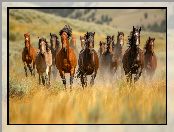 Konie, Galop, AI, Trawa