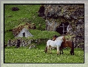 Trawa, Gospodarstwo, Konie, Stare
