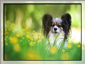 Trawa, Pies, Spaniel kontynentalny Papillon