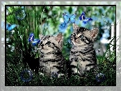 Motyl, Koty, Trawa