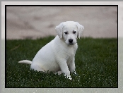 Trawa, Szczeniak, Labrador Retriever