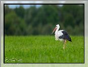 Trawa, Bocian, Łąka