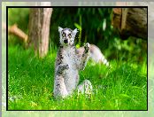 Trawa, Siedzący, Lemur