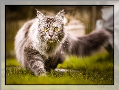 Trawa, Kot, Maine coon