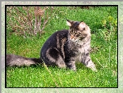 Trawa, Kotek, Maine Coon