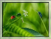 Makro, Trawa, Owady