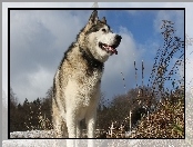 Trawa, Alaskan Malamute, Drzewa