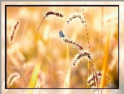 Trawa, Motyl