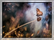 Trawa, Roślina, Modraszek artakserkses, Motyl, Źdźbło