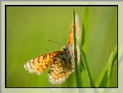 Trawa, Tło, Motyl, Zielone