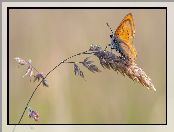 Motyl, Czerwończyk, Źdźbło, Trawa