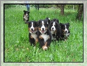 trawa, Berneńskie psy pasterskie, zielona