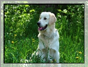 Trawa, Golden retriever, Język
