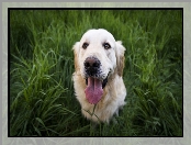 Trawa, Golden Retriever, Pies