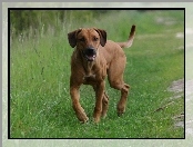 trawa, Rhodesian ridgeback, zielona