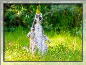 Trawa, Lemur, Siedzący