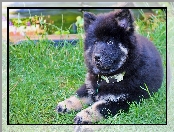 Trawa, Szczeniak, Szpic eurasier