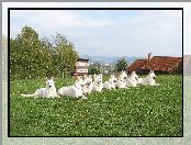 trawa, komin, Białe Owczarki Szwajcarskie, dach