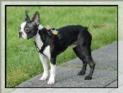 Trawa, Boston terrier, Chodnik