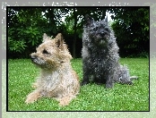 trawa, Cairn Terrier, zielona