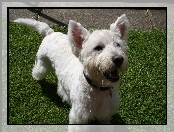 trawa, West Highland White Terrier, zielona