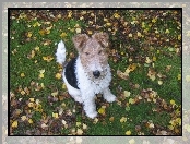 Trawa, Lakeland Terrier, Liście