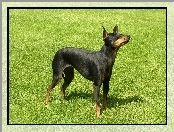 trawa, Angielski Toy Terrier, zielona