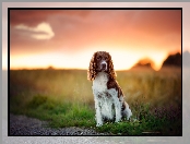 Trawa, Springer spaniel walijski, Pole