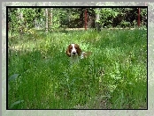 trawa, Springer spaniel walijski, wysoka