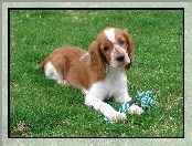 trawa, Springer spaniel walijski, zielona