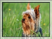 Trawa, Łąka, Yorkshire, Zapatrzony, Terrier