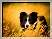 Trawy, Zapatrzony, Border collie