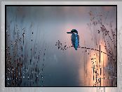 Zimorodek, Trawy, Grafika AI, Jezioro