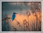 Grafika AI, Zimorodek, Trawy