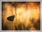 Trawy, Źdźbła, Modraszek, Motyl, Pajęczyna