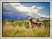 Polana, Owczarek australijski-australian shepherd