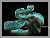 Trimeresurus insularis, Niebieska, Żmija