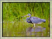 Woda, Ptak, Czapla trójbarwna