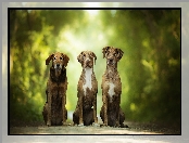 Trzy, Catahoula leopard dog, Alejka, Psy
