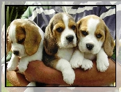 Beagle, Trzy, Szczeniaki