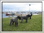 Kerry blue terrier, trzy