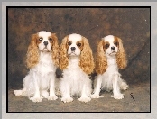 Cavalier King Charles spaniel, trzy